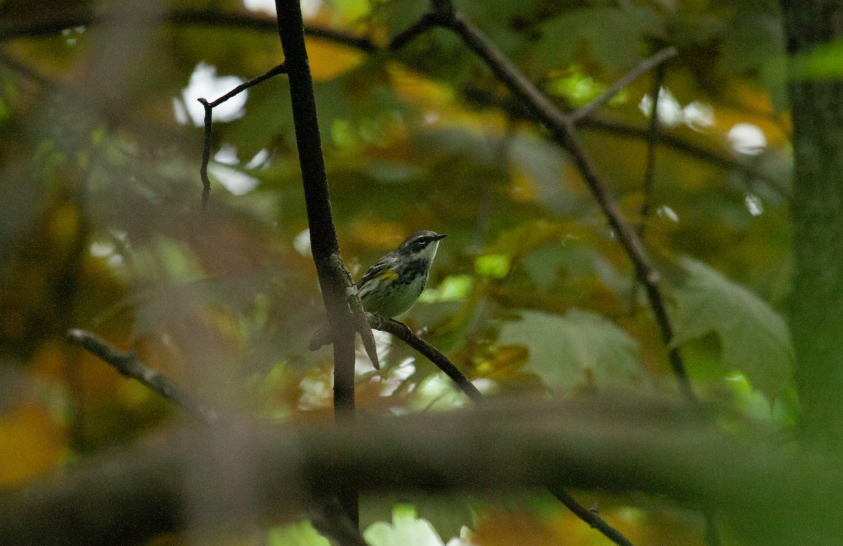 Yellow-rumped Warbler - Catherine Paquet