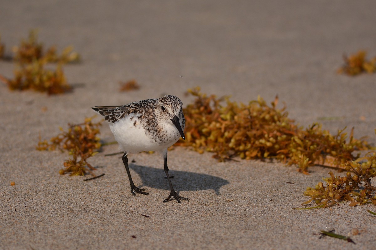 Sanderling - Simon Valdez-Juarez