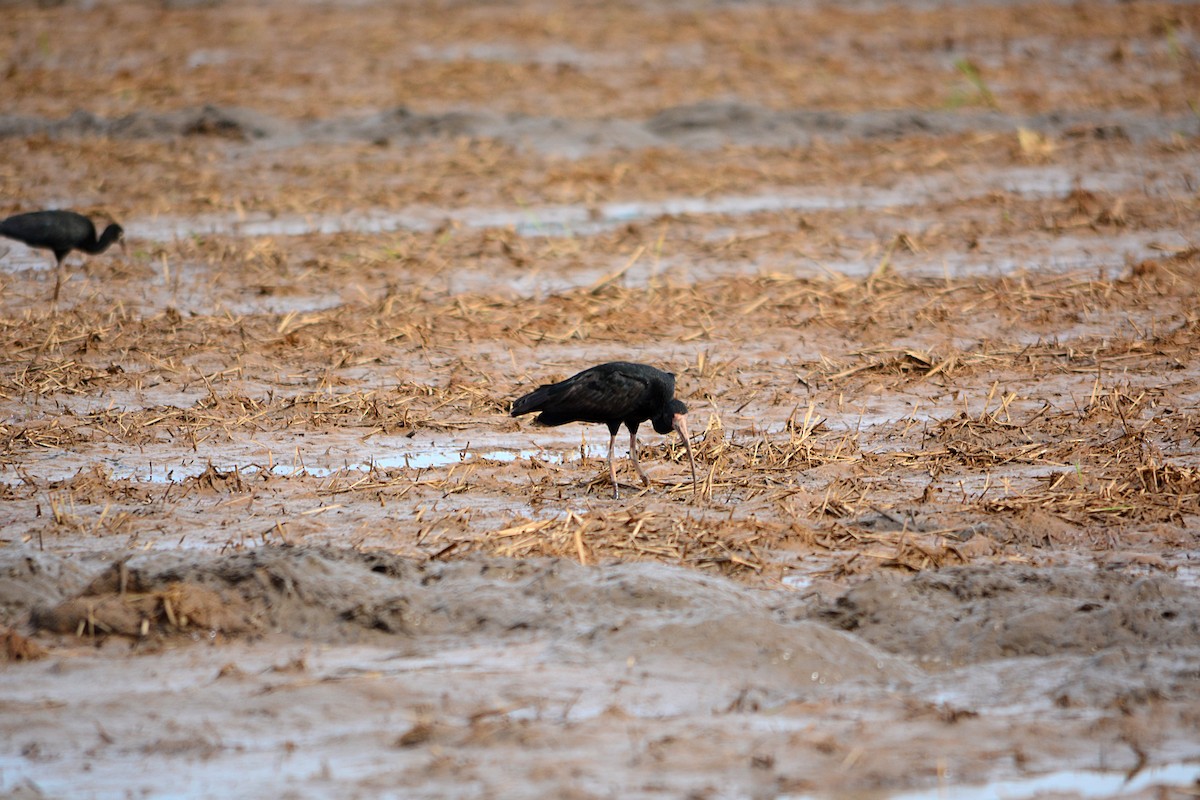 Bare-faced Ibis - João Gava Just