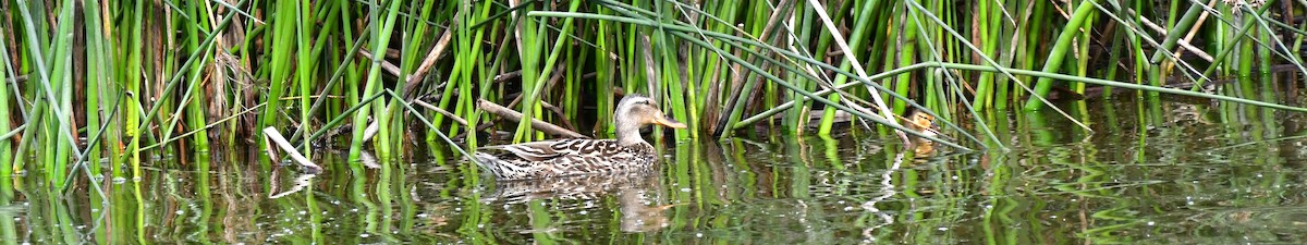 Mallard - Elke Davis