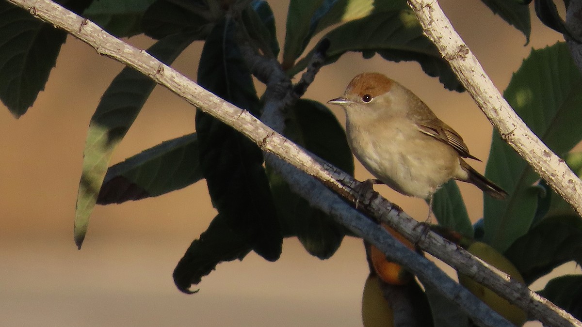 Eurasian Blackcap - ML619641229