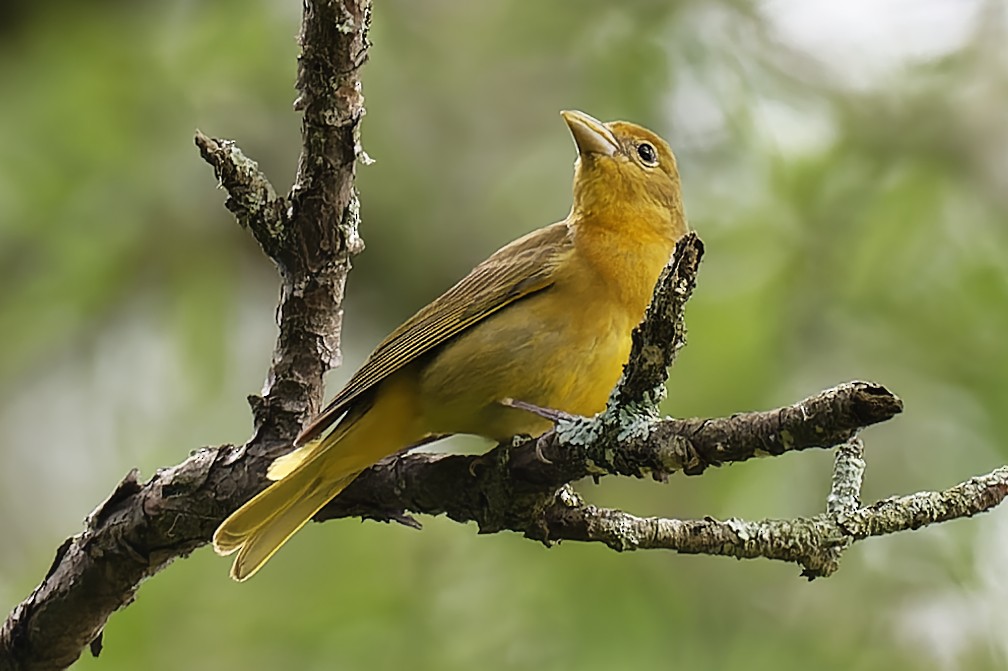 Summer Tanager - William Warfel