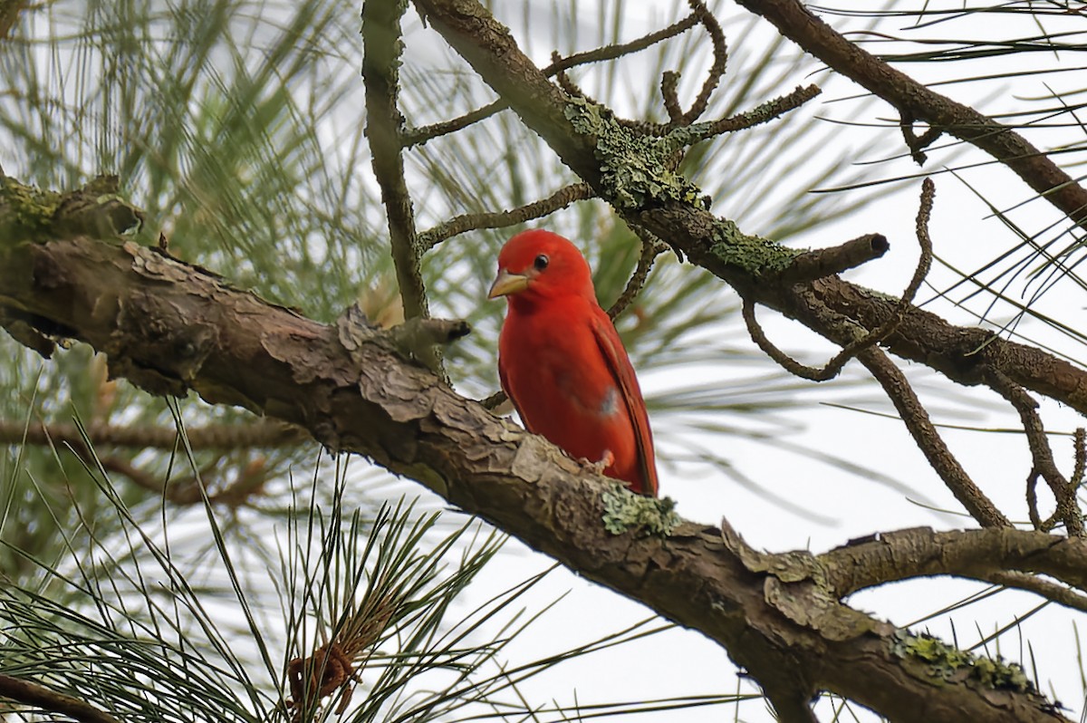 Summer Tanager - William Warfel