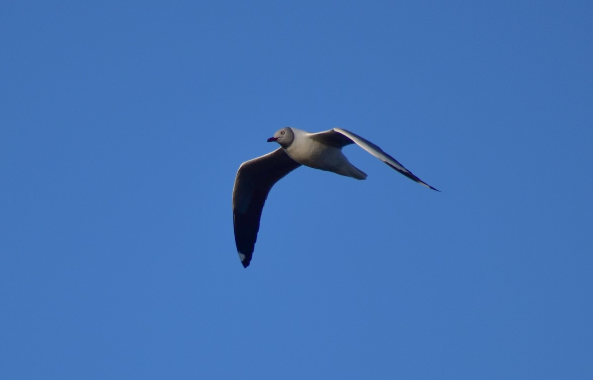 Gray-hooded Gull - Chris Peters