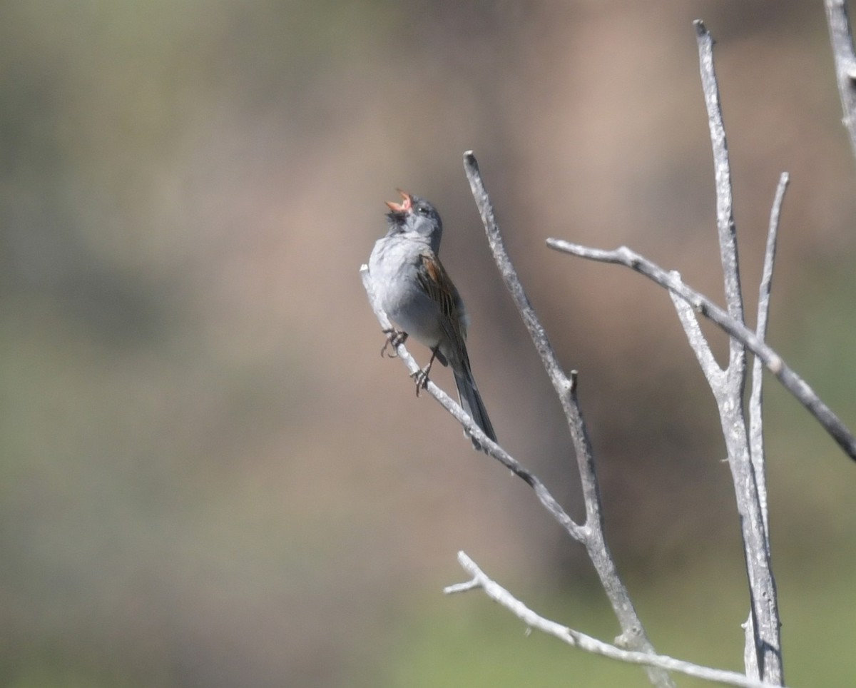 Black-chinned Sparrow - ML619641247