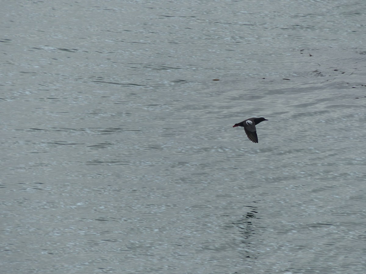 Pigeon Guillemot - ML619641248