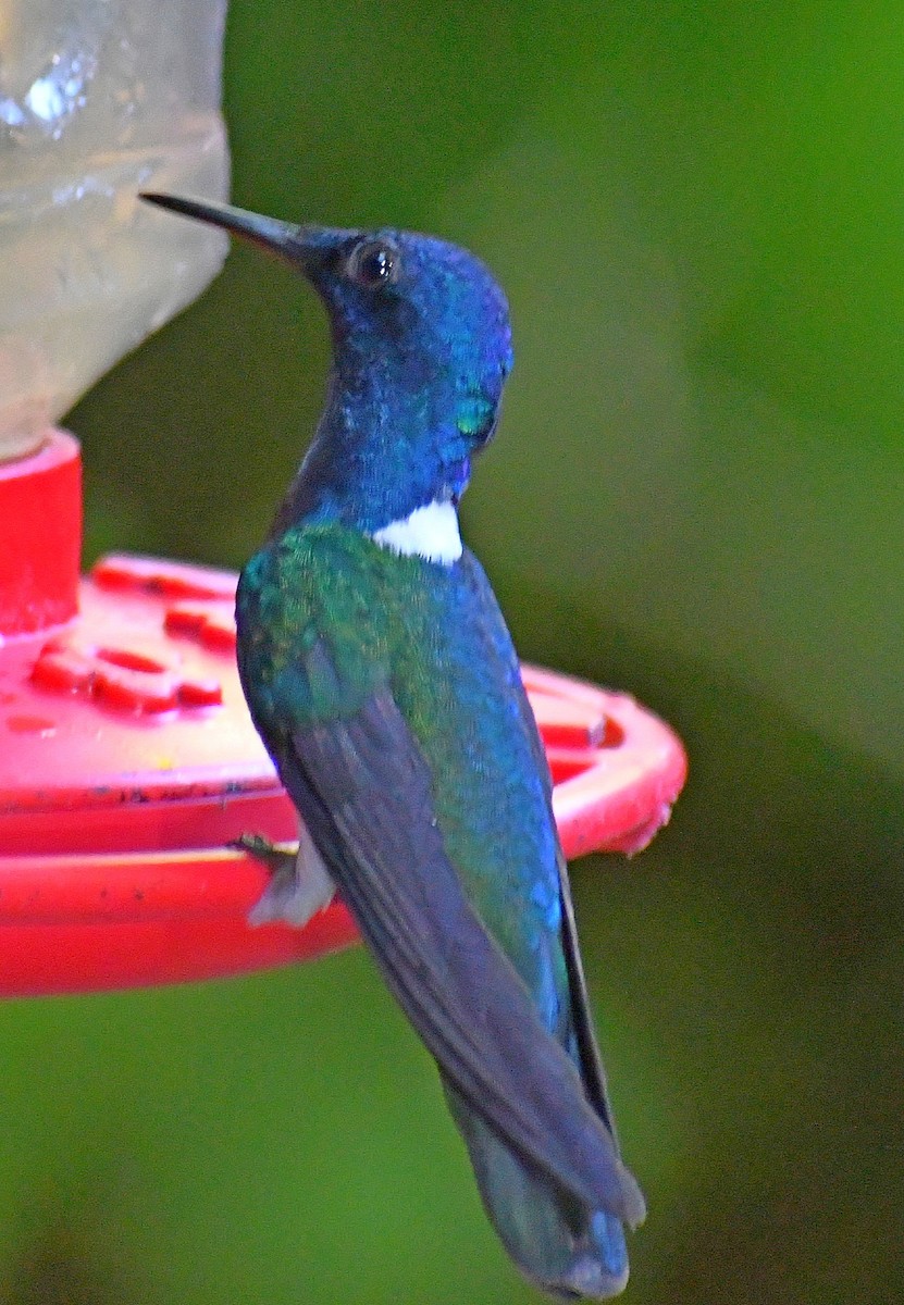 White-necked Jacobin - Edward Clark