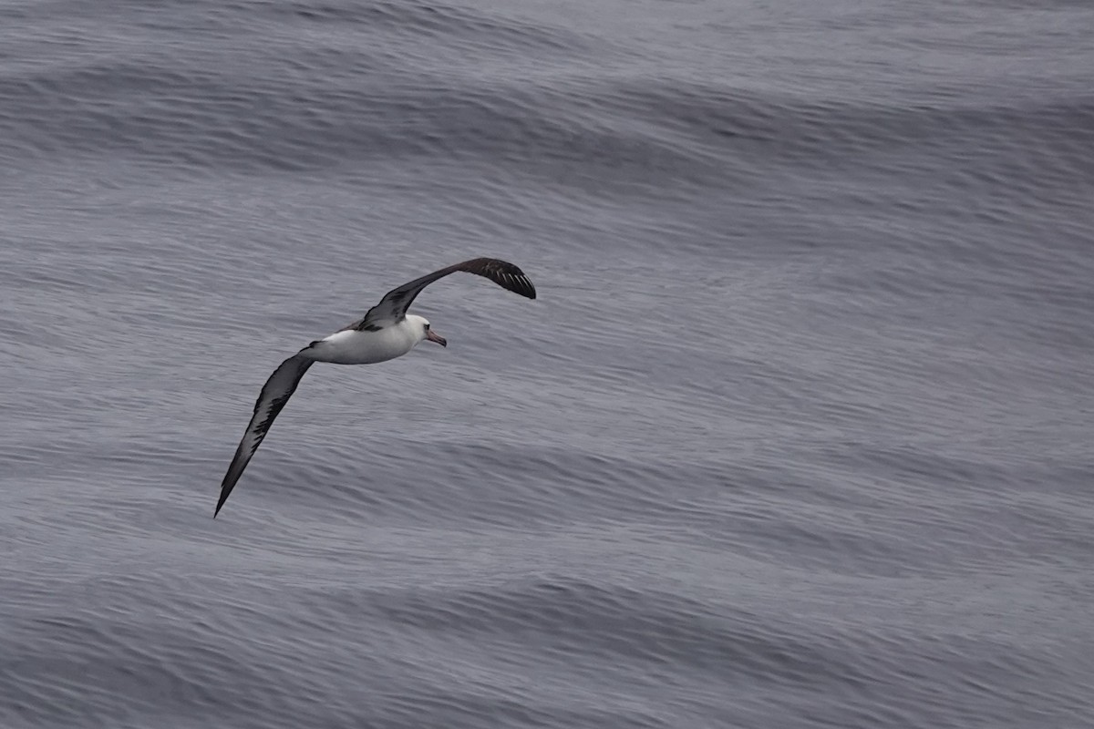 Laysan Albatross - Terry Doyle