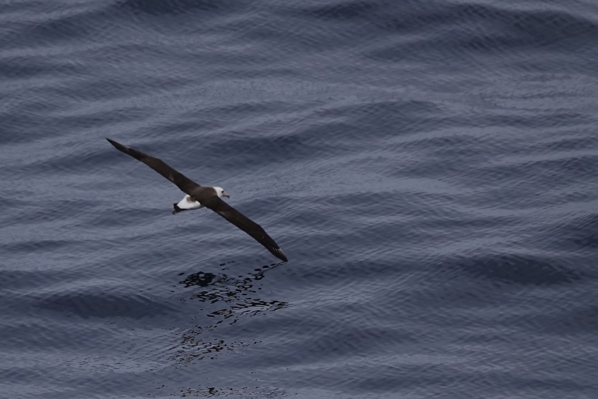 Laysan Albatross - Terry Doyle