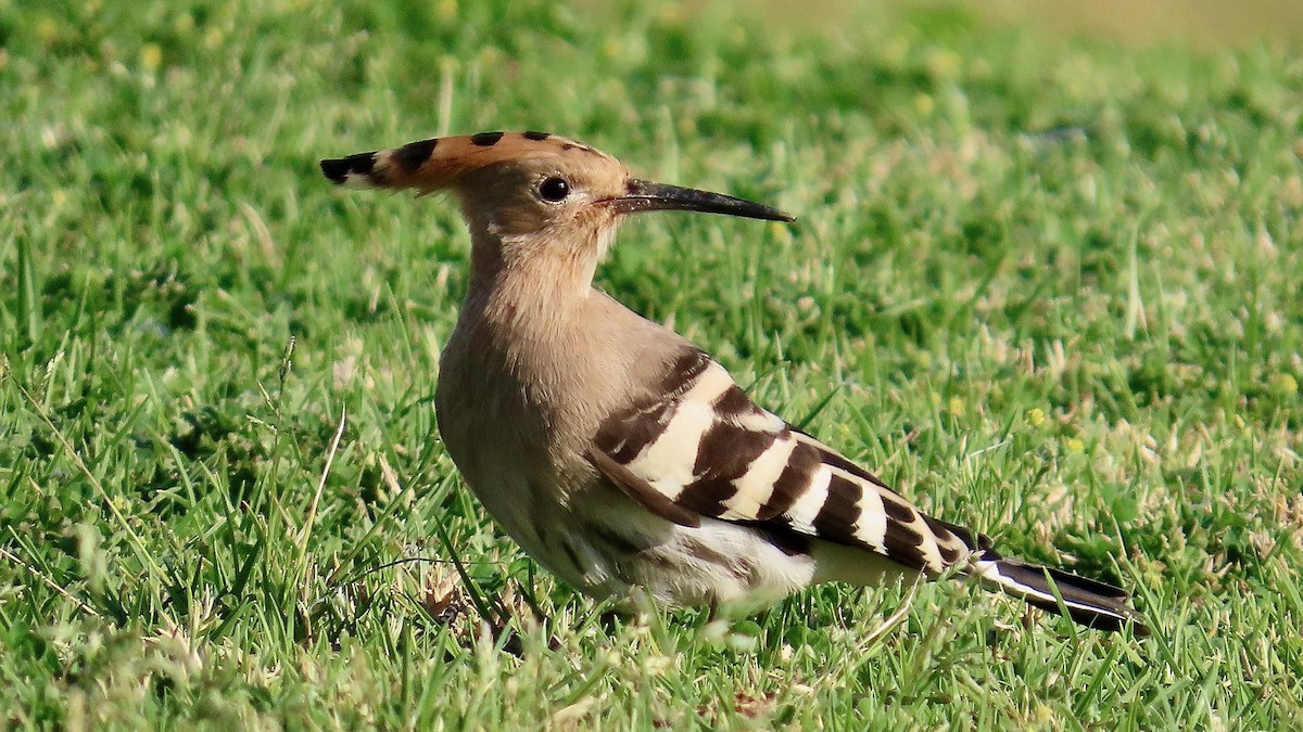 Eurasian Hoopoe - Noah Isakov