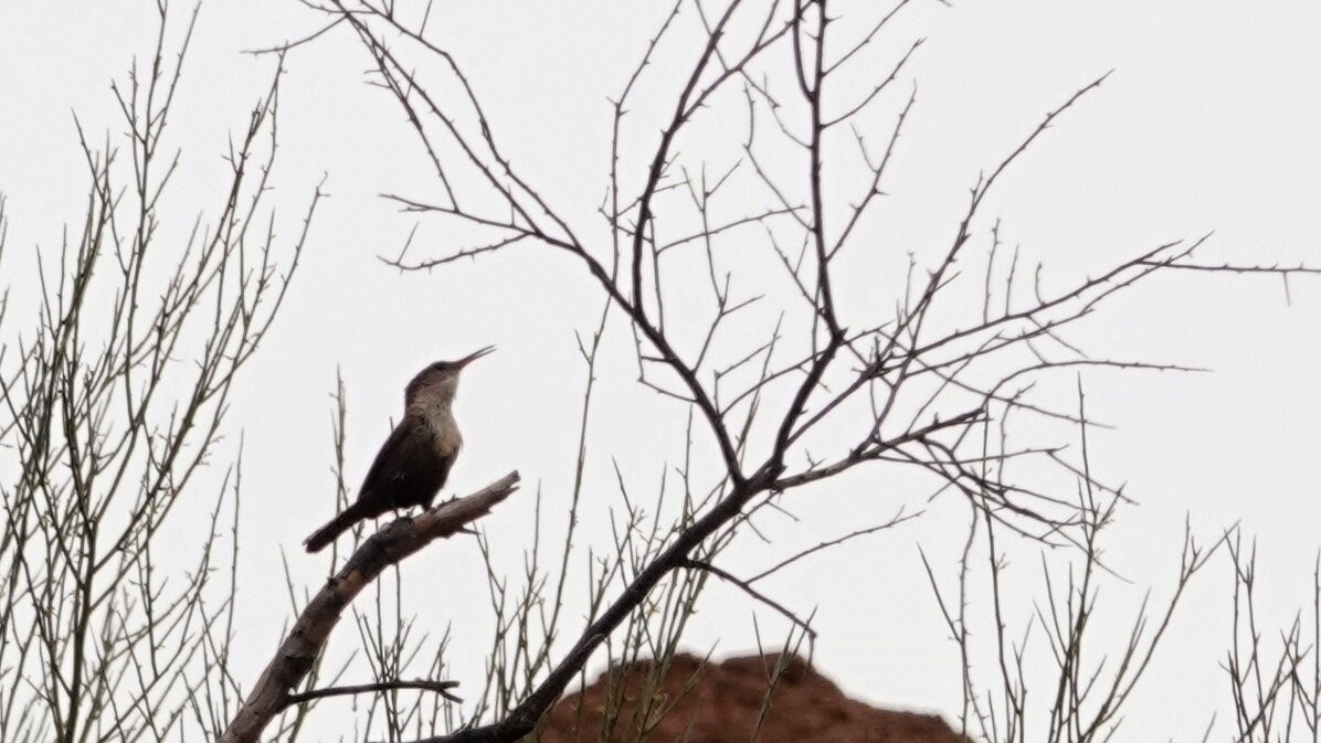 Canyon Wren - leo wexler-mann