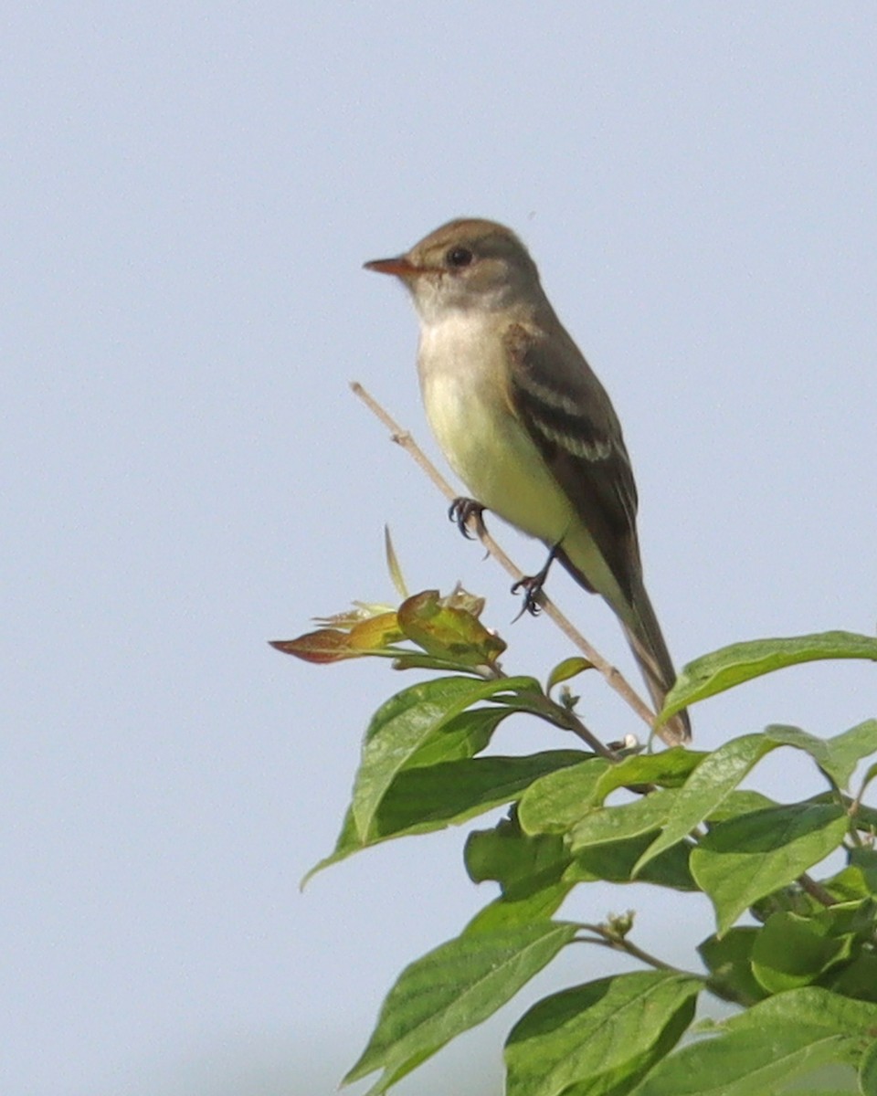 Willow Flycatcher - Dan Kempf