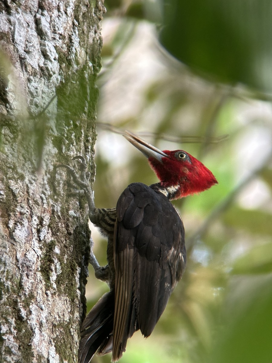 Pale-billed Woodpecker - Melany Charlyn Elizondo Montano