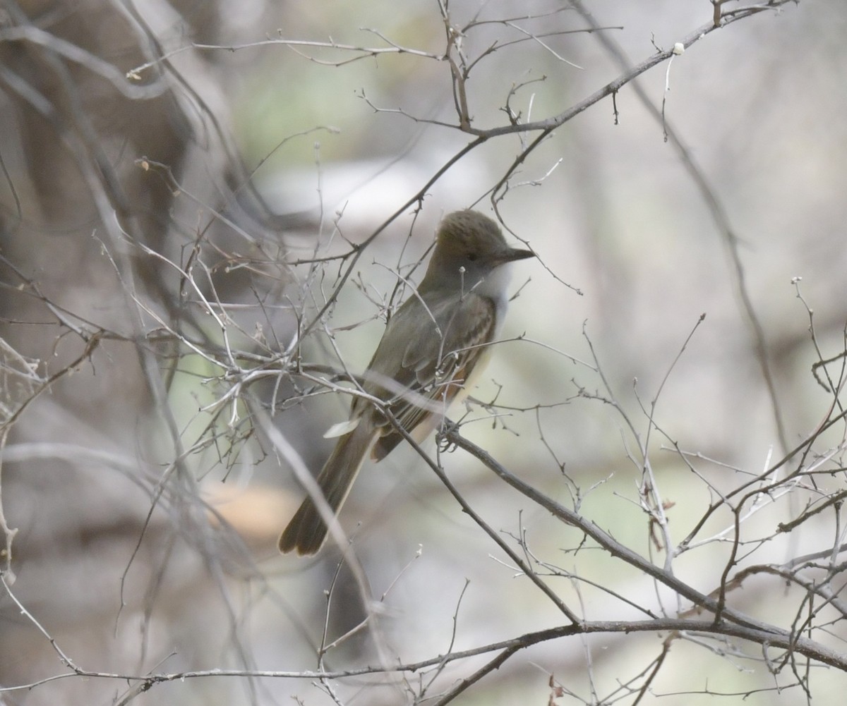 Brown-crested Flycatcher - ML619641263