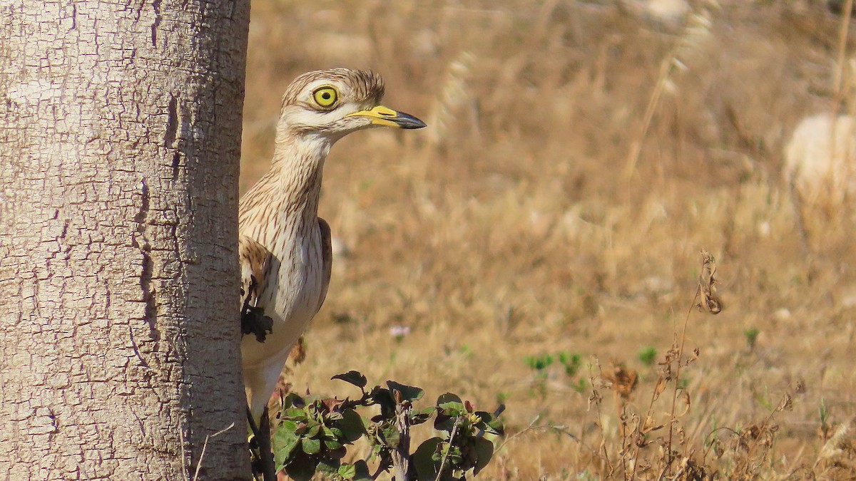 Eurasian Thick-knee - Noah Isakov