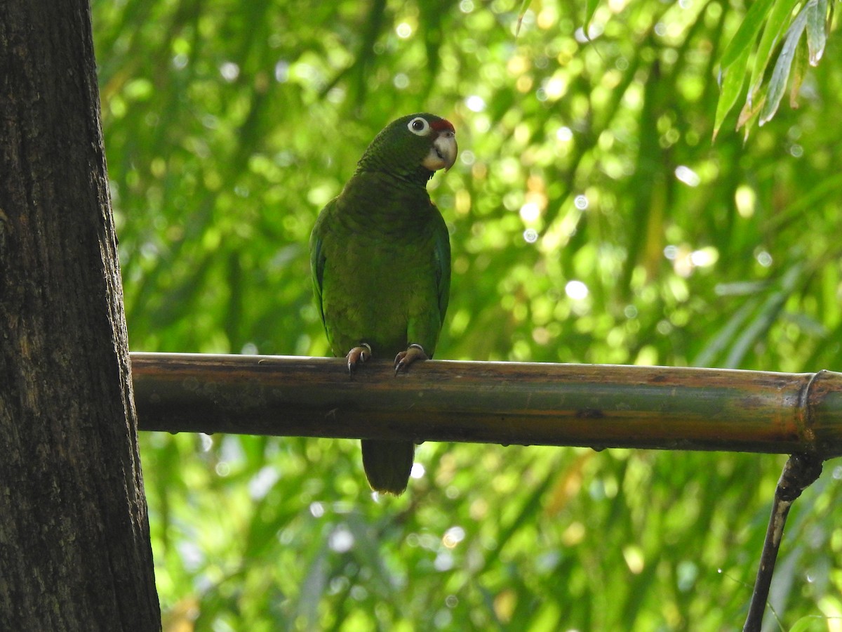 Puerto Rican Parrot - Coral Avilés Santiago