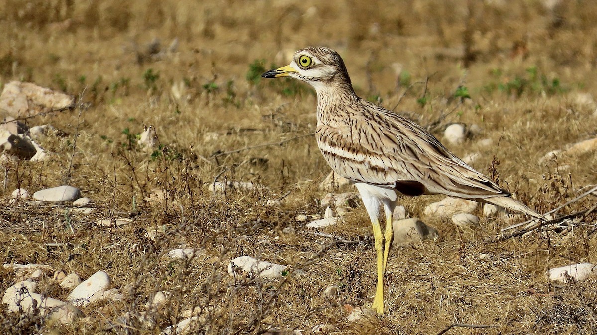 Eurasian Thick-knee - Noah Isakov