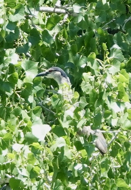 Black-crowned Night Heron - ML619641278