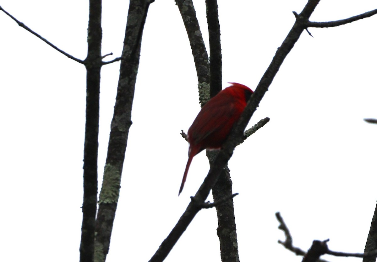 Northern Cardinal - MA 2