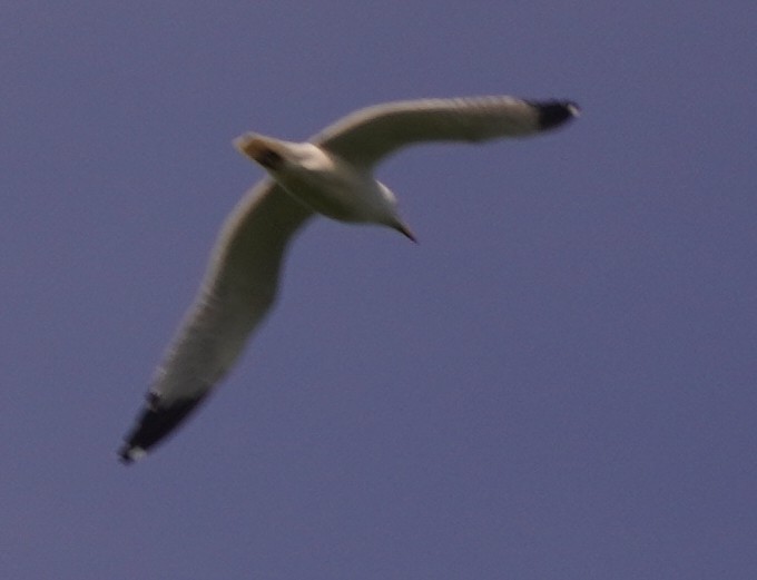 Ring-billed Gull - ML619641291