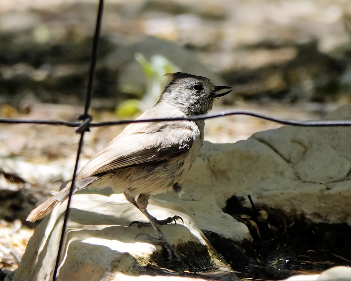 Juniper Titmouse - Marie Ostrander