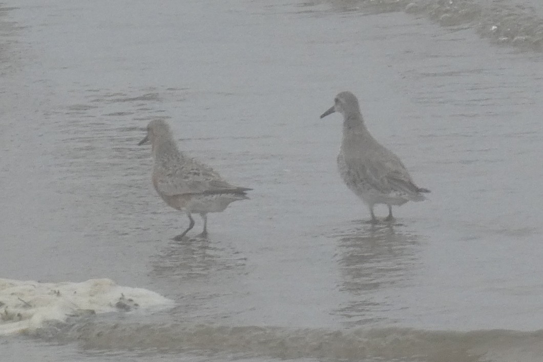 Red Knot - Anonymous