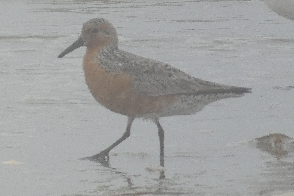 Red Knot - Anonymous