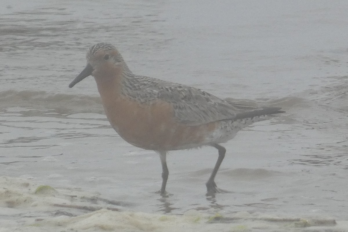 Red Knot - Anonymous