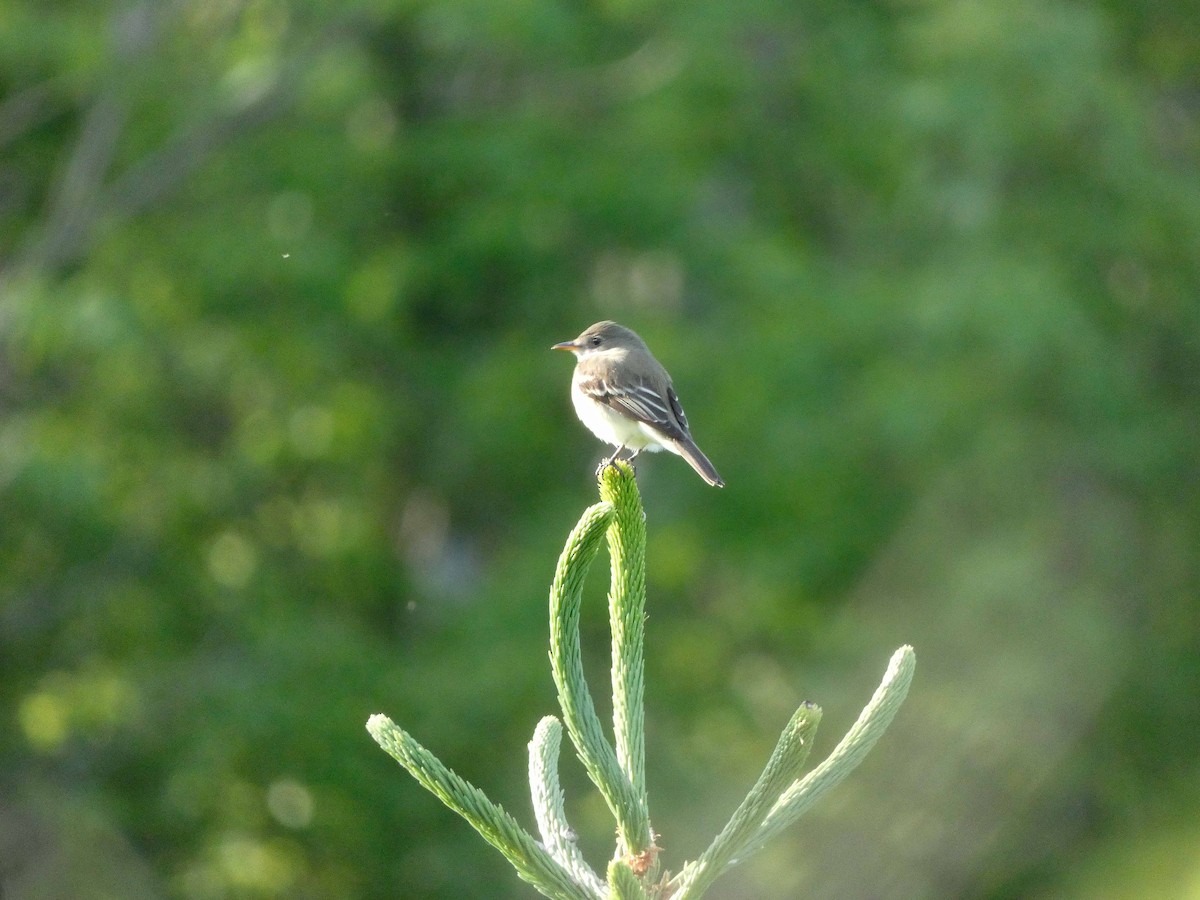 Alder Flycatcher - Larry Morin