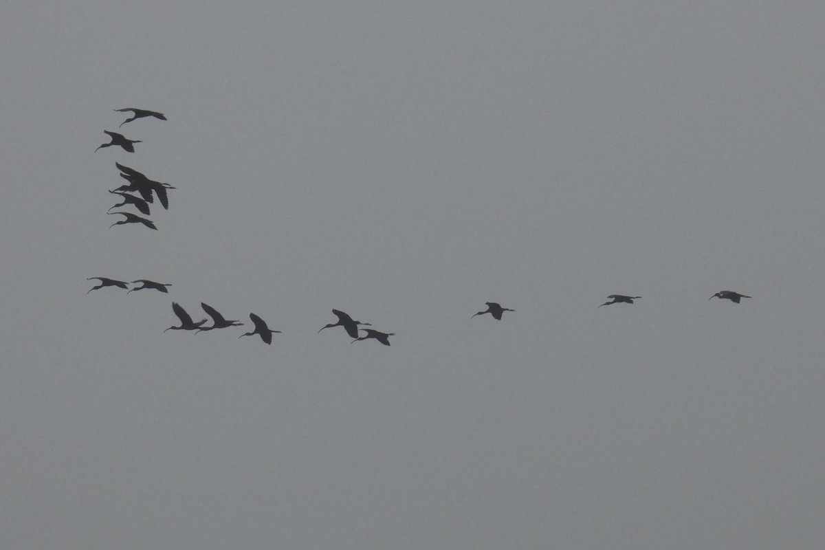 Glossy Ibis - Anonymous