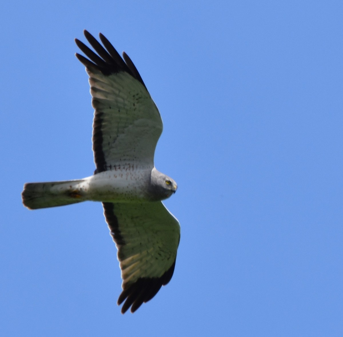 Northern Harrier - Ted Stewart