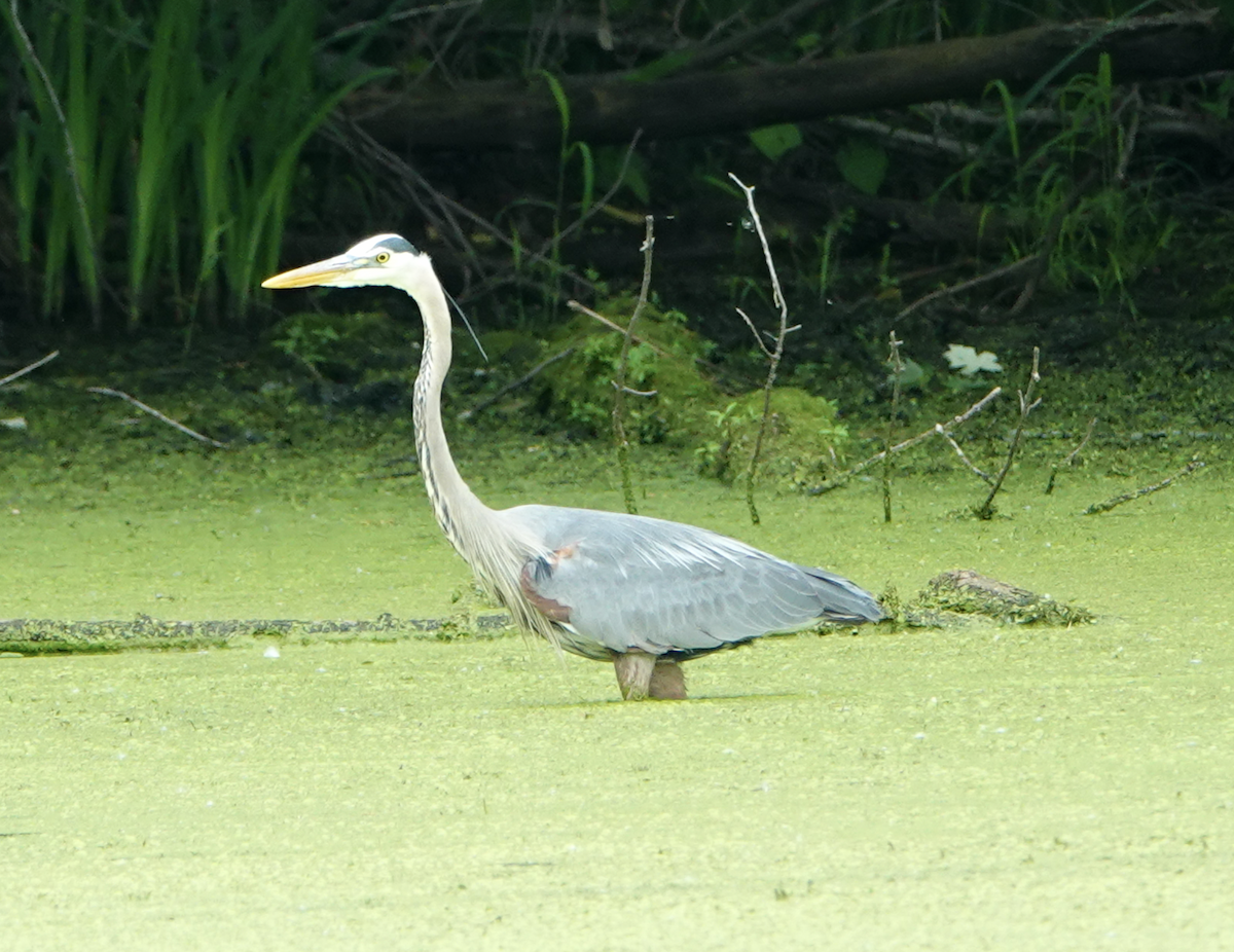 Great Blue Heron - Bart Williams