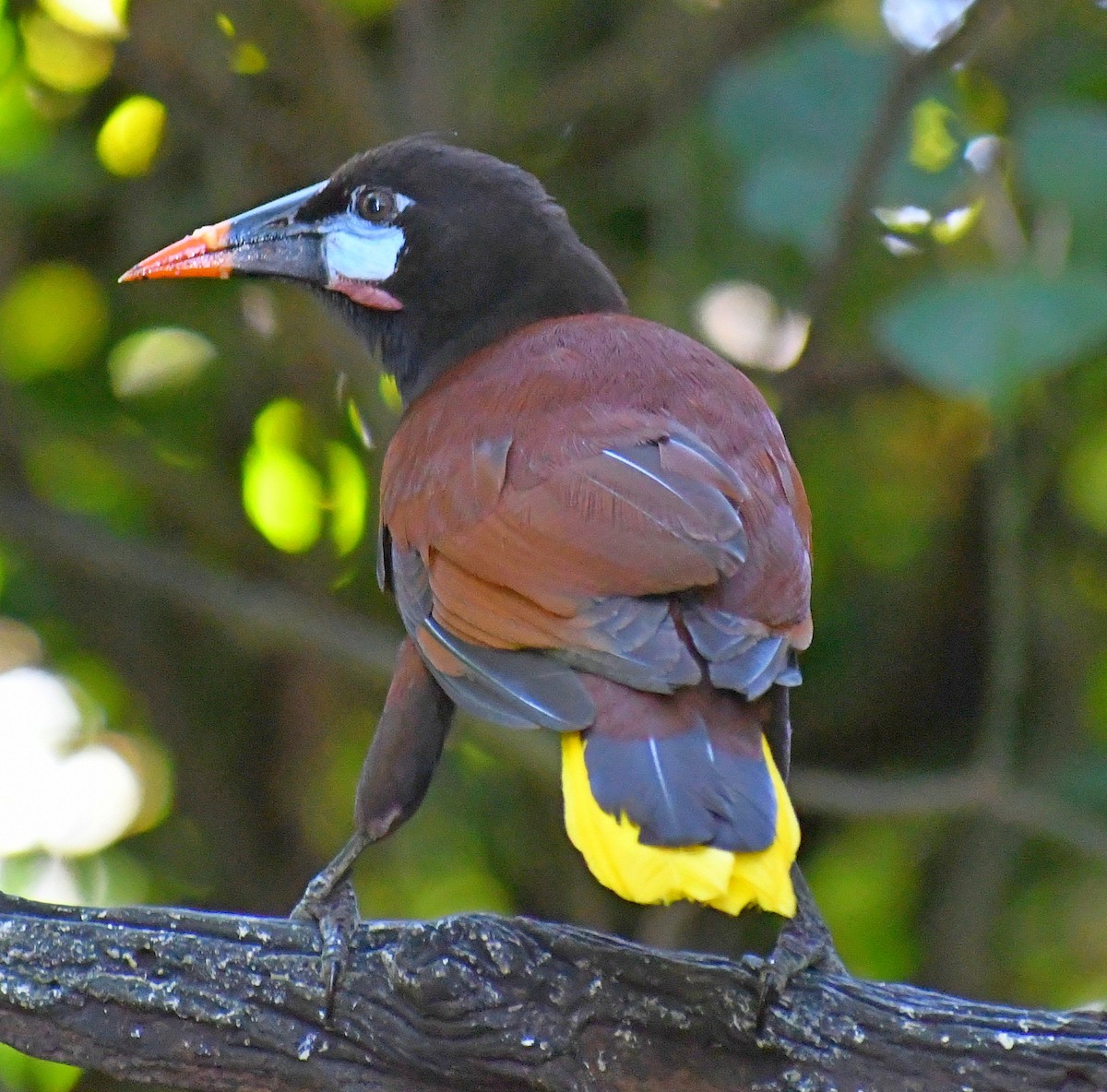 Montezuma Oropendola - Edward Clark