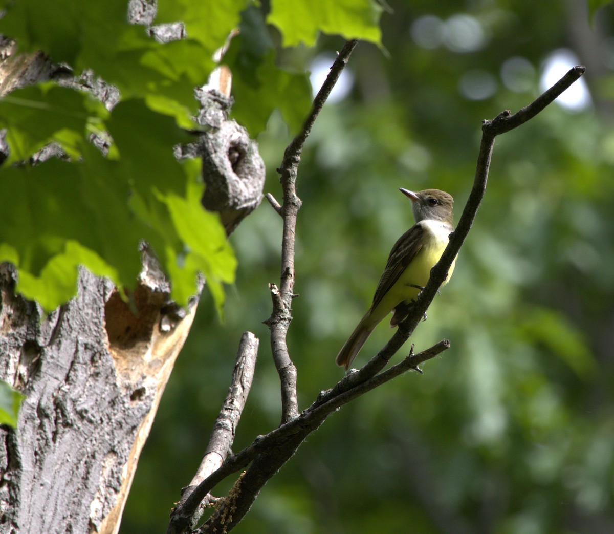 Great Crested Flycatcher - ML619641314