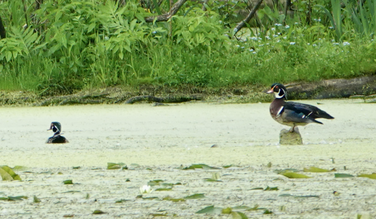 Wood Duck - ML619641317