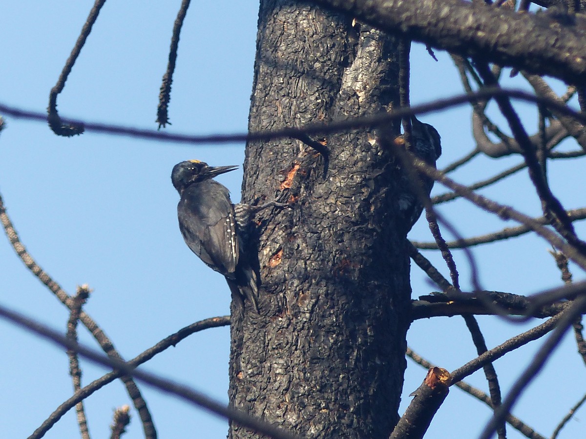 Black-backed Woodpecker - Joachim Gonzalez