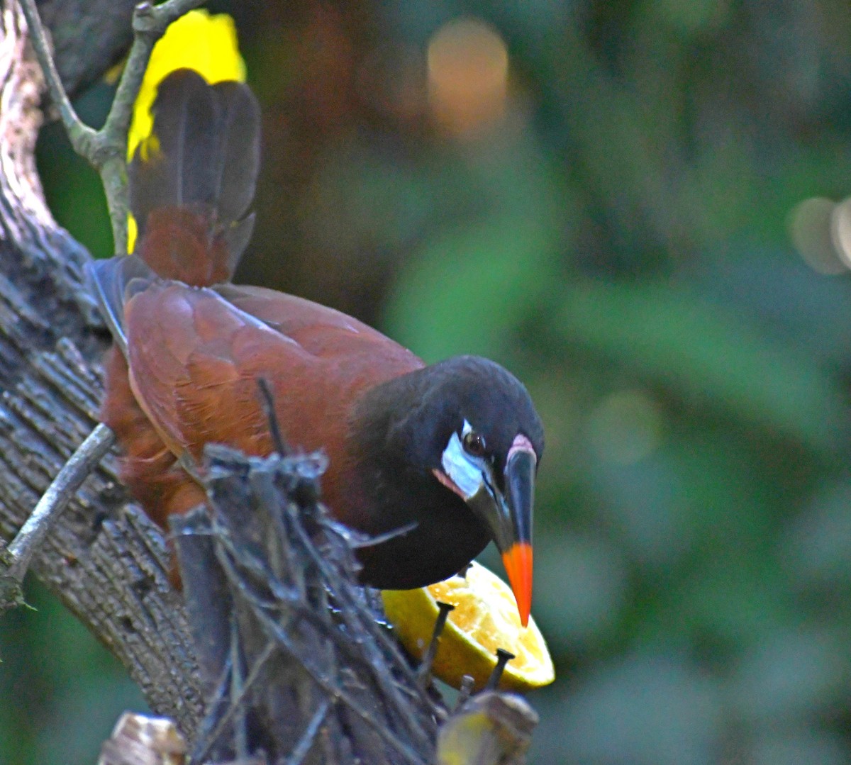 Montezuma Oropendola - Edward Clark