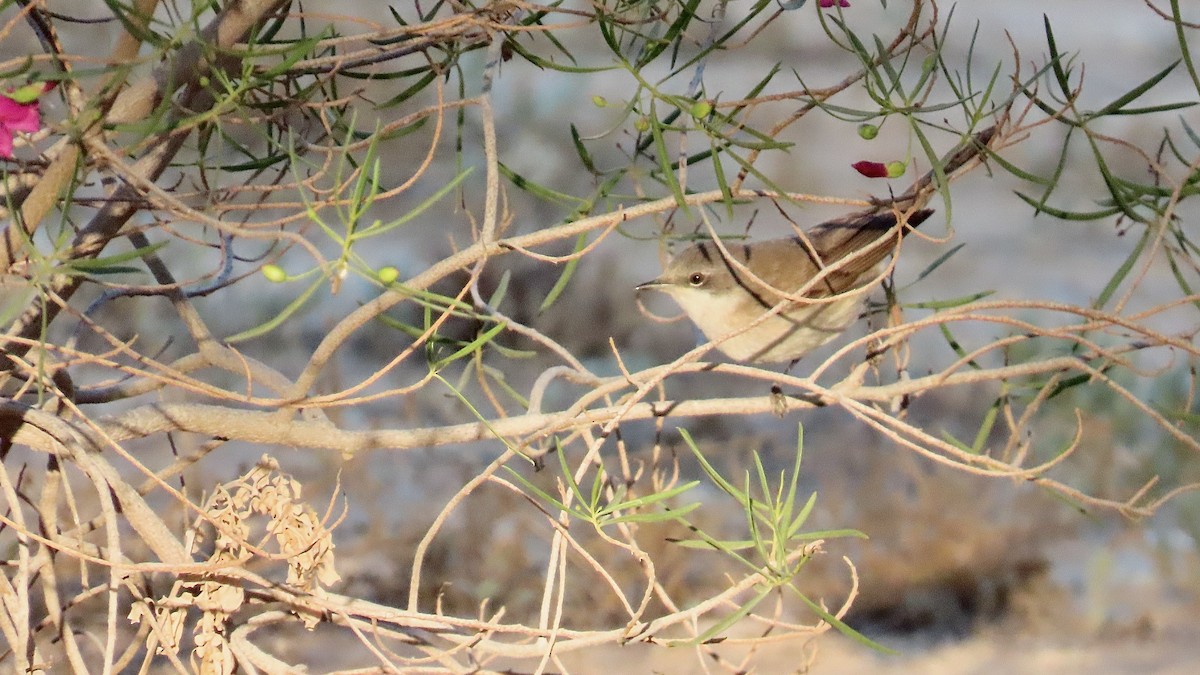 Lesser Whitethroat - ML619641329