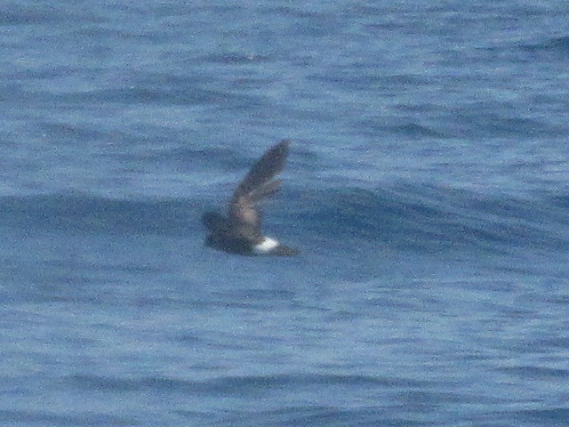 Wilson's Storm-Petrel - Caleb Bronsink