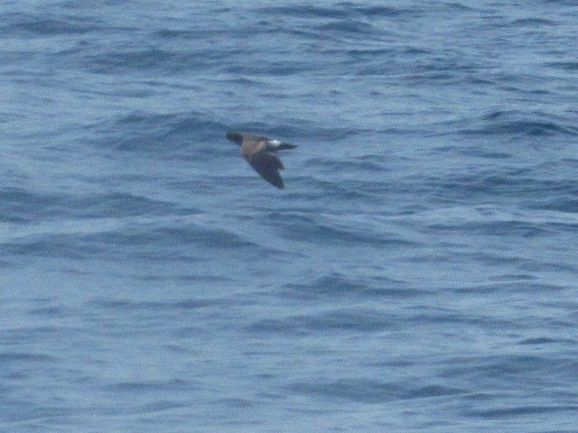 Wilson's Storm-Petrel - Caleb Bronsink