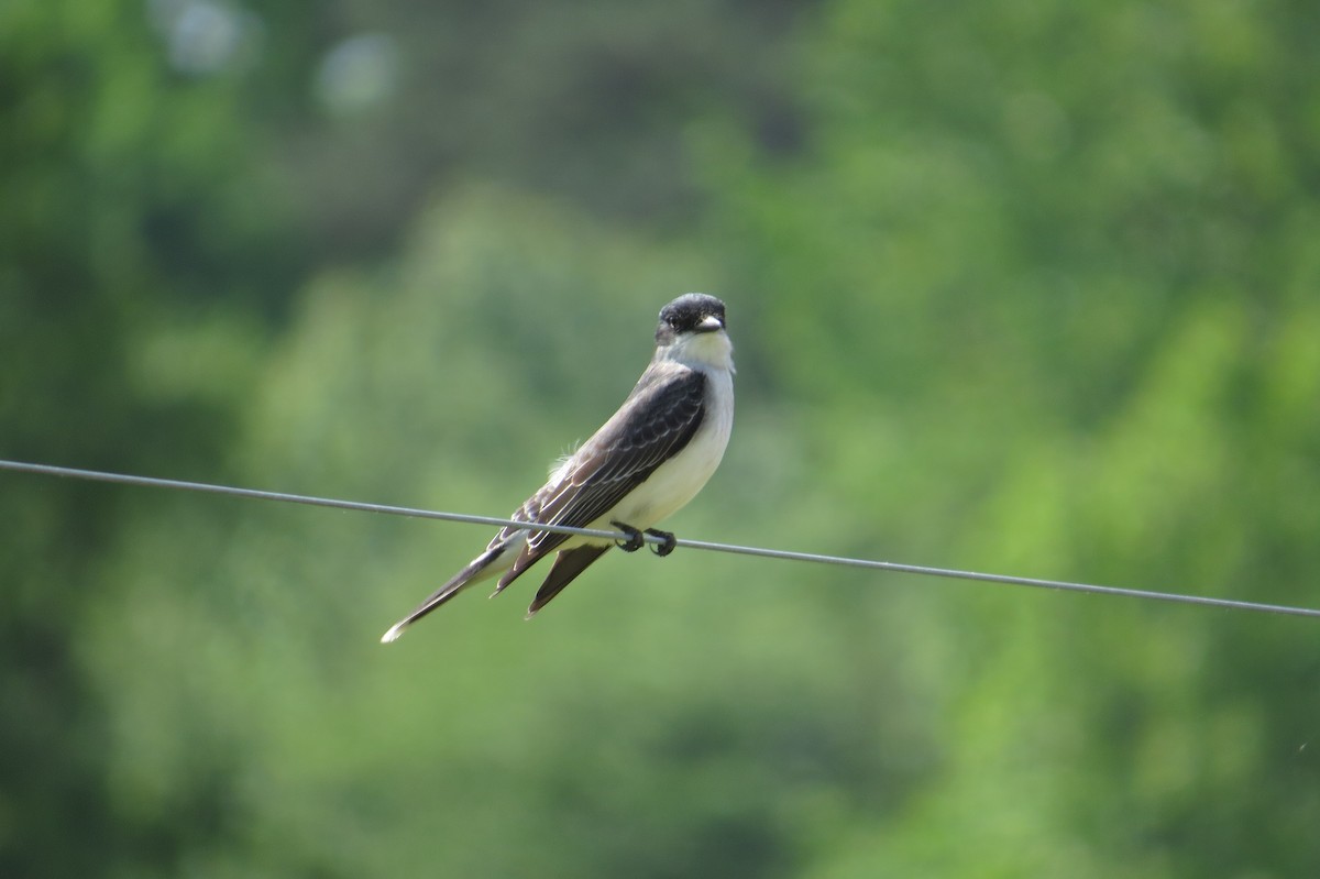 Eastern Kingbird - ML619641336