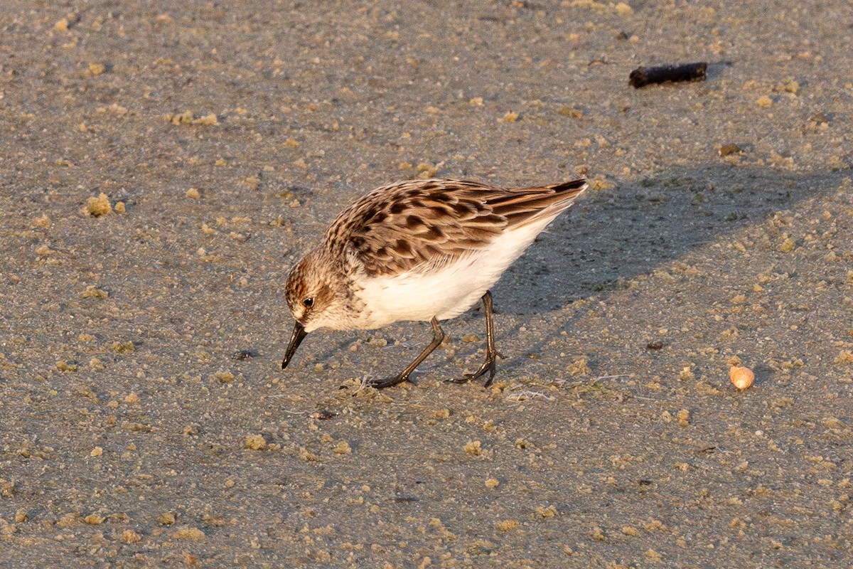 Semipalmated Sandpiper - Mike Winck