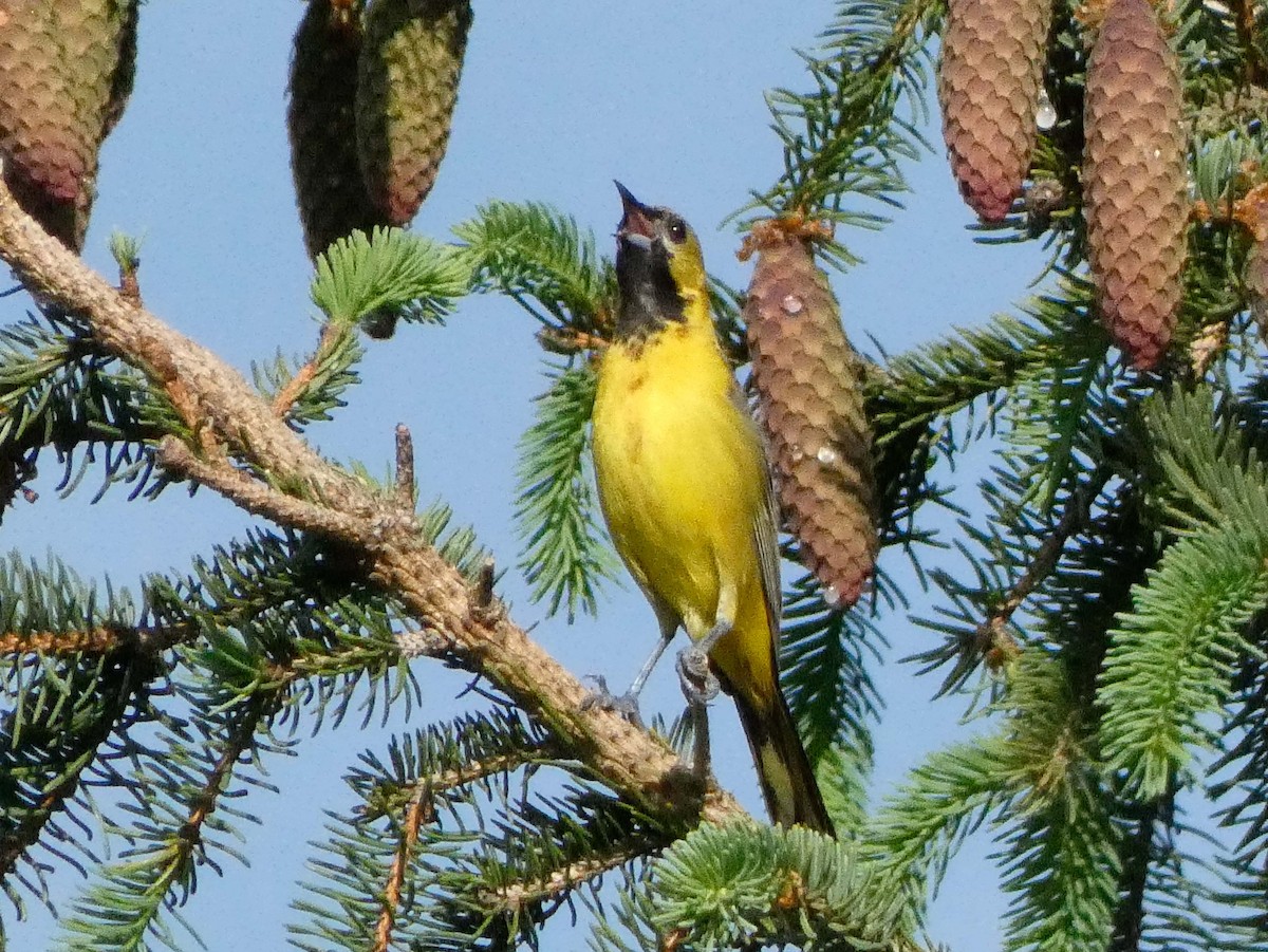 Orchard Oriole - Larry Morin