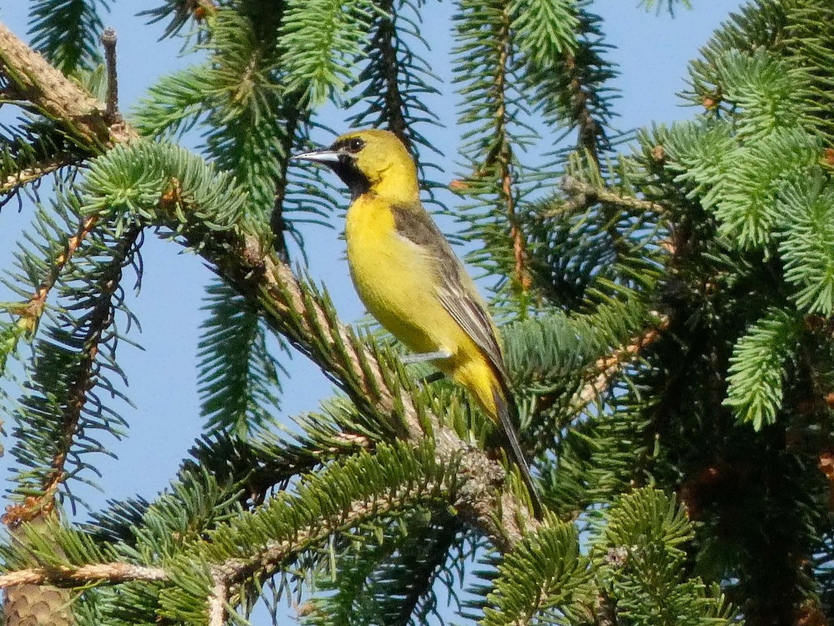 Orchard Oriole - Larry Morin