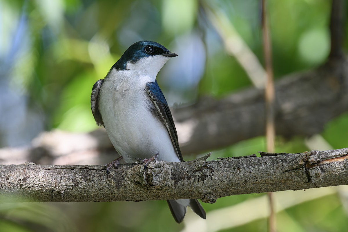 Tree Swallow - Etienne Artigau🦩