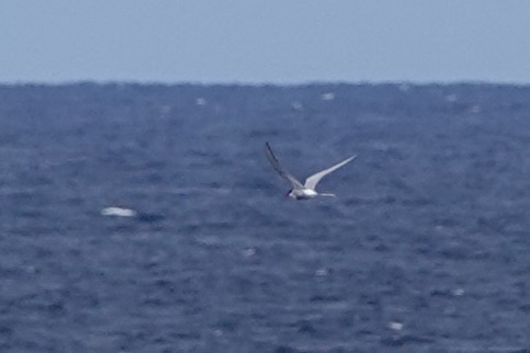 Arctic Tern - Terry Doyle