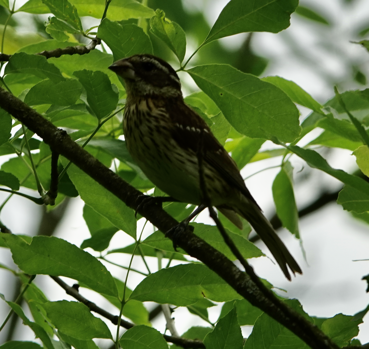 Rose-breasted Grosbeak - Bart Williams