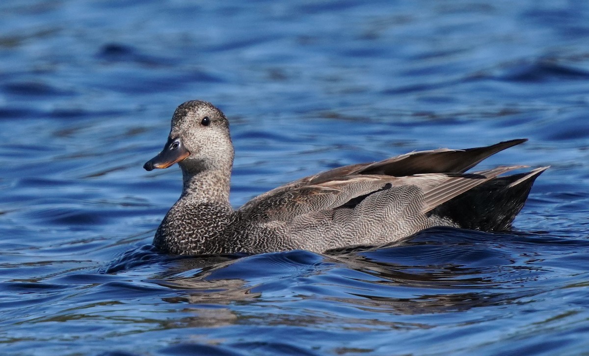 Gadwall - Richard Block