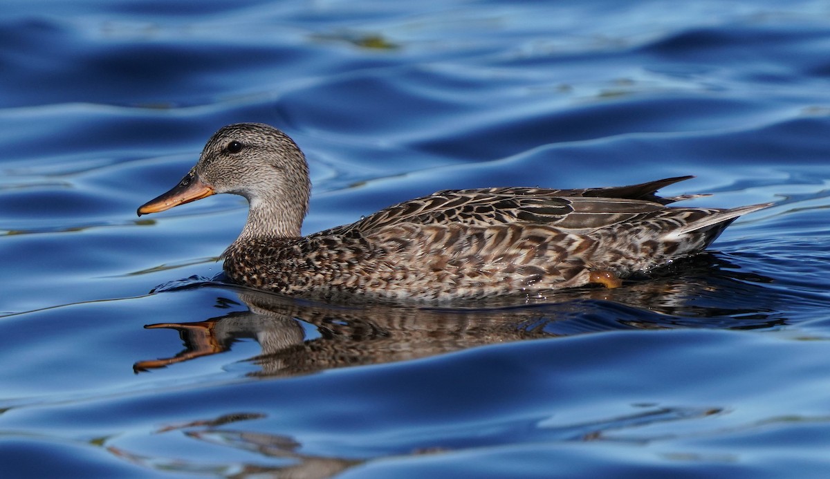 Gadwall - Richard Block