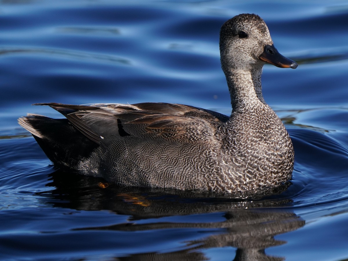 Gadwall - Richard Block